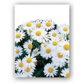 Daisy Simply Floral Seed Packets - Imprinted